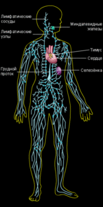 лимфа система
