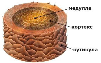 структура волоса