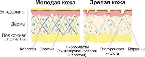 Структура кожи